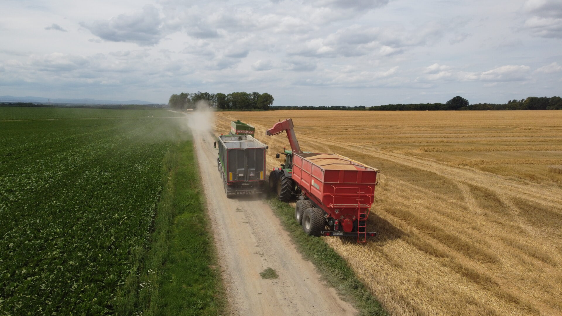 Kradzione żniwa w Kietrzu i na Pogórzu Głubczyckim