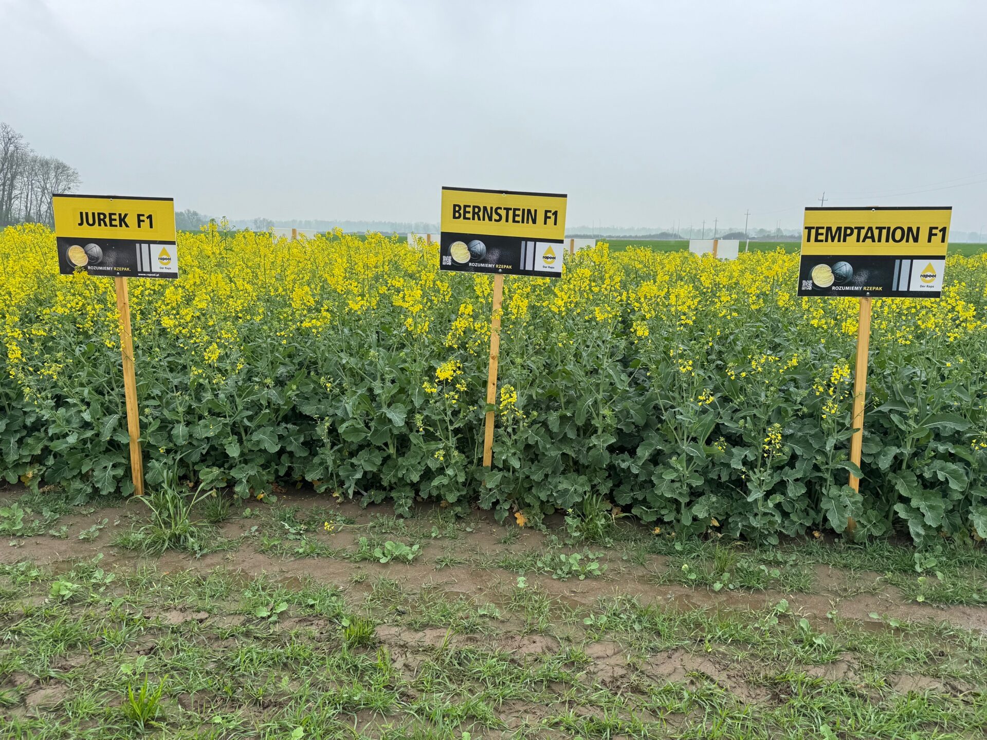 Odmiany Rapool w praktyce. Pytamy rolnika o opinie