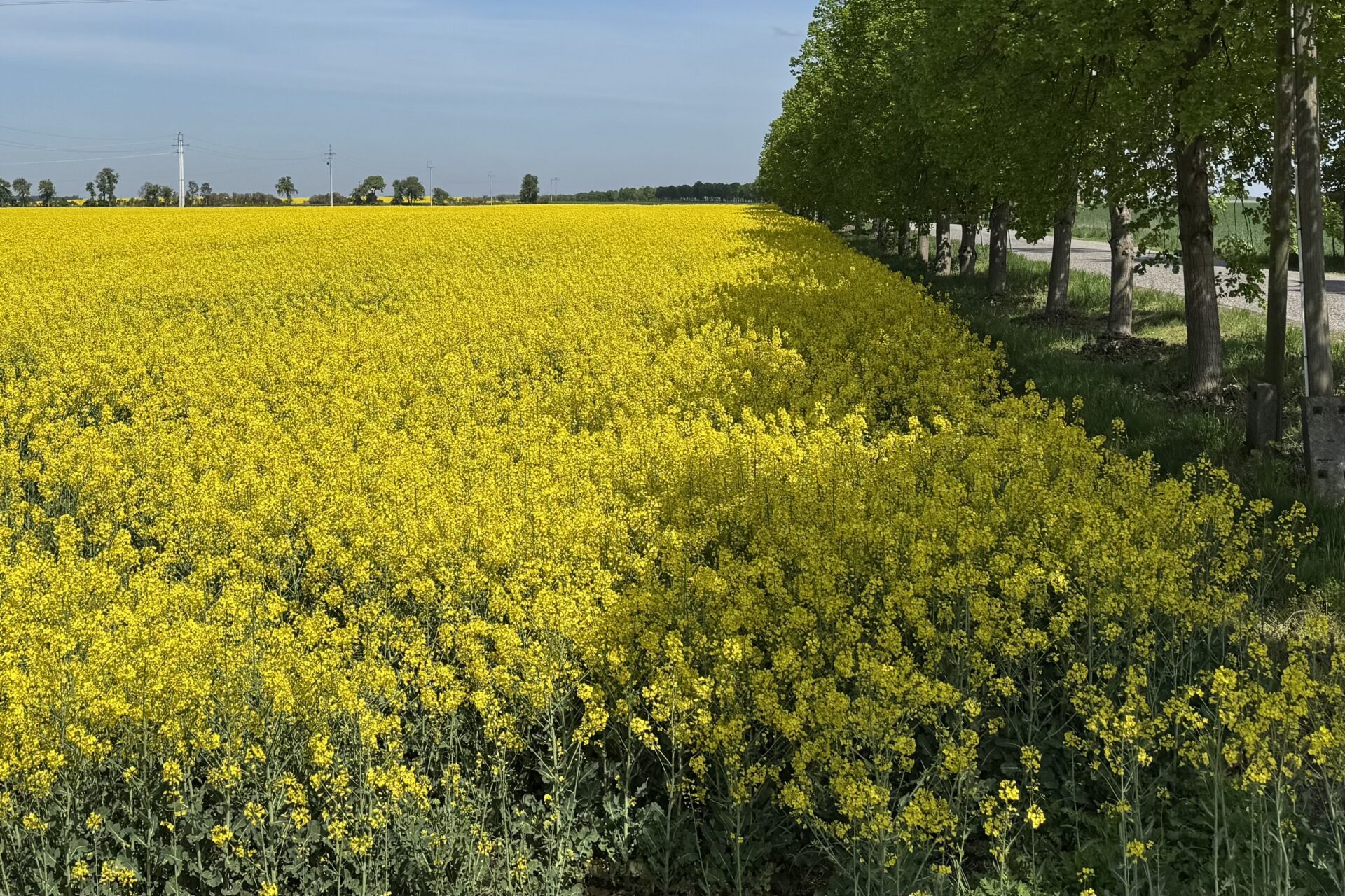 InVigor 2050 w czołówce plonowania. Dlaczego warto wybrać tą odmianę?