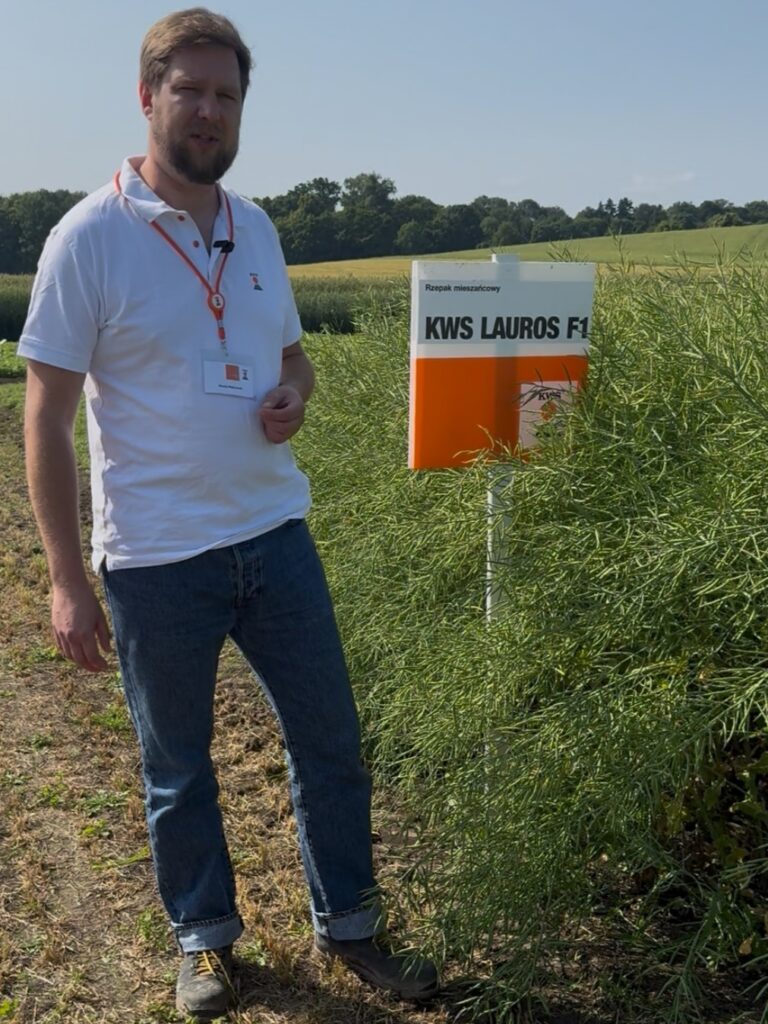 Odmiany rzepaku KWS. Czym się wyróżniają? 1