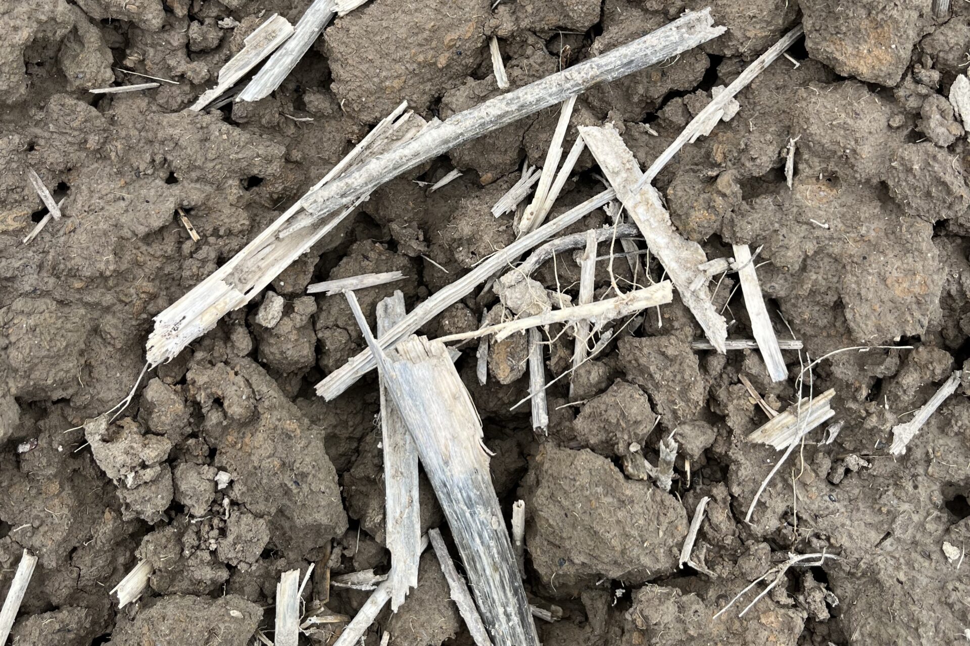 Dlaczego warto zostawić resztki pożniwne na polu? Tanie źródło materii organicznej i mikroelementów