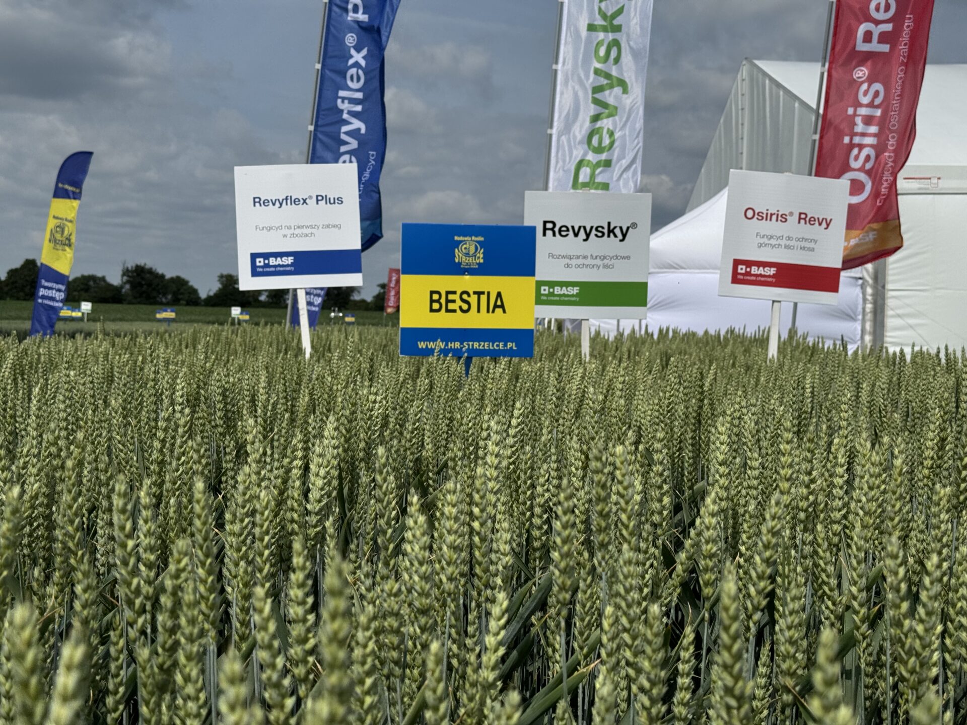 Od Kutnowianki do Euforii. Hodowla Roślin Strzelce świętuje 80 lat!