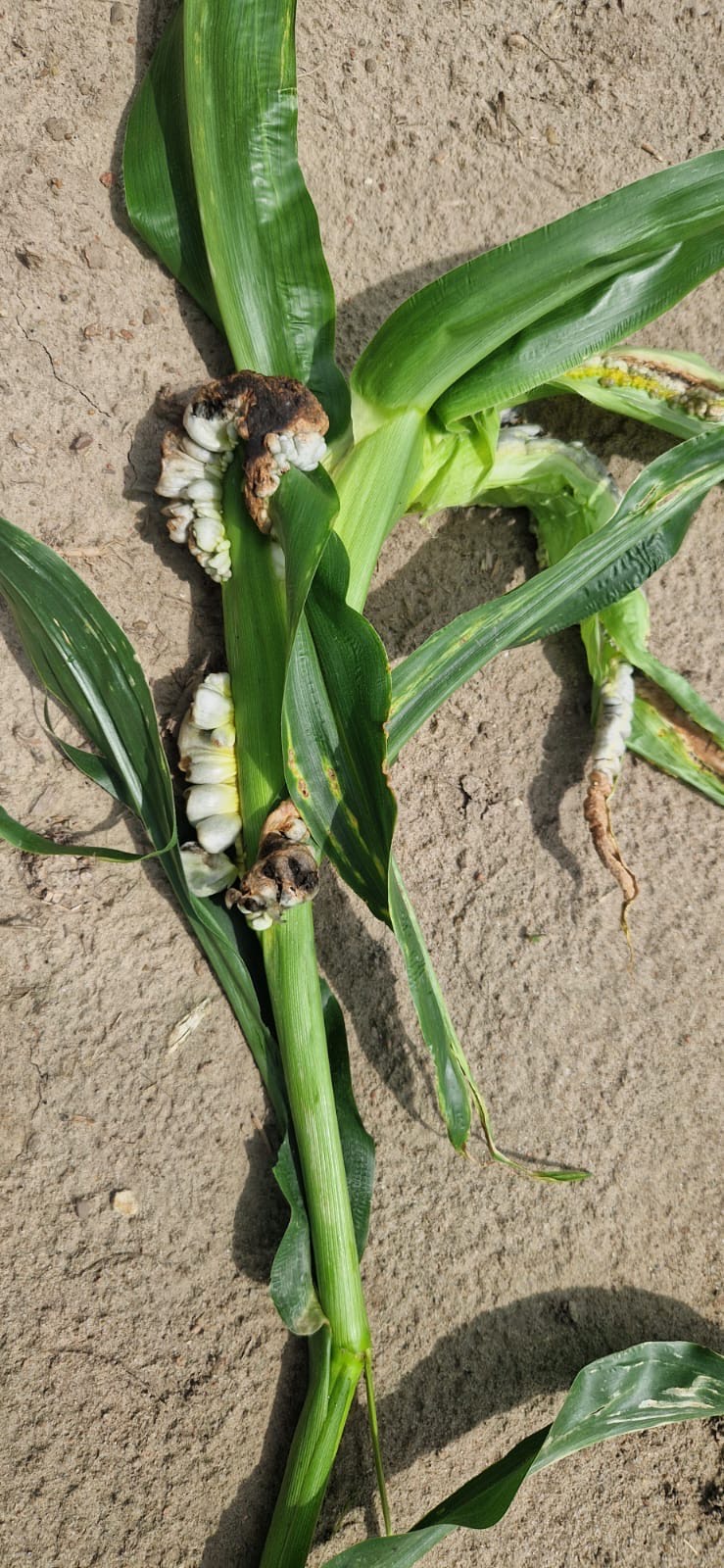 Głownia guzowata kukurydzy – nowe zagrożenie na polach! [ZDJĘCIA]