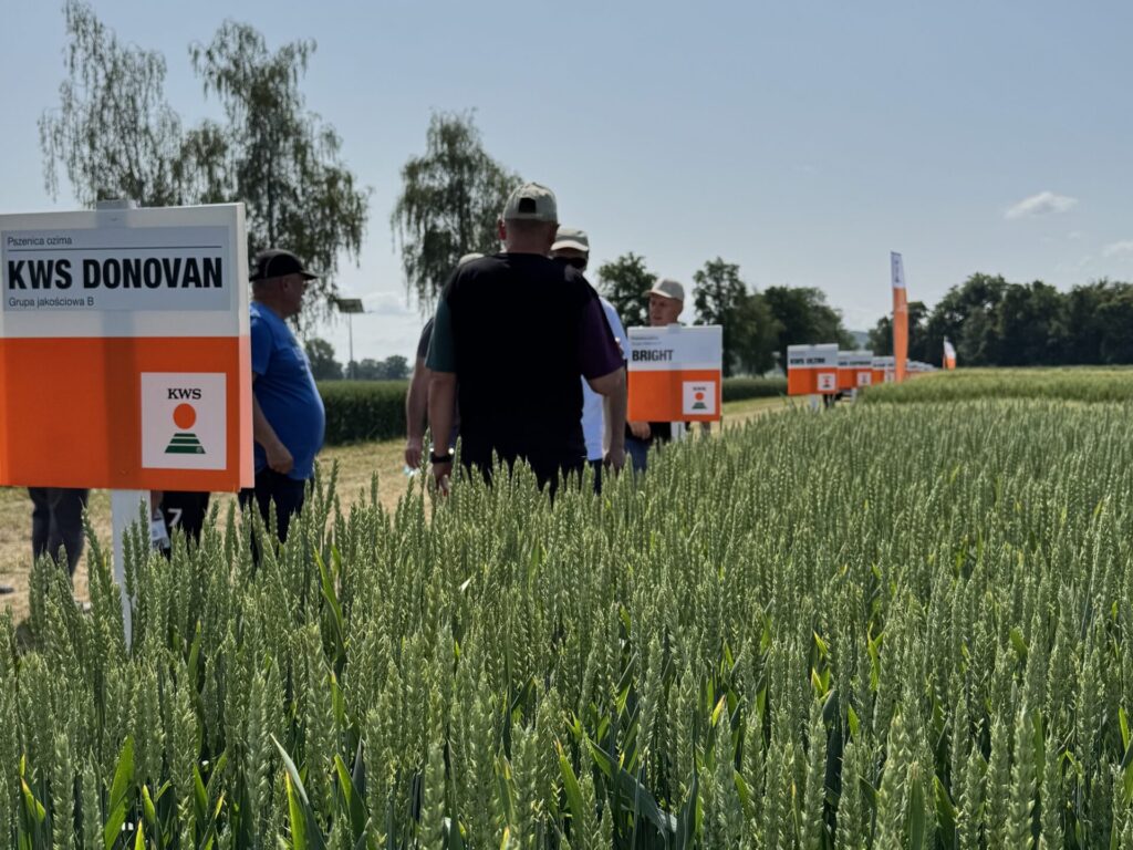 KWS prezentuje dorobek hodowlany. Nowe żyto i innowacyjne rzepaki 4