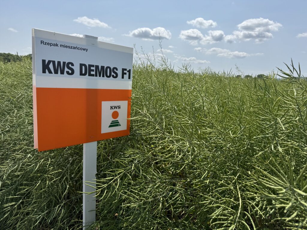 Odmiany rzepaku KWS. Czym się wyróżniają? 3