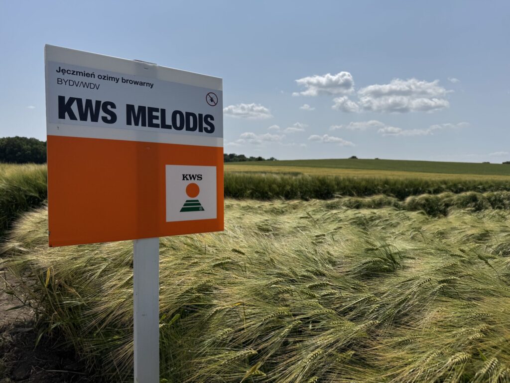 KWS prezentuje dorobek hodowlany. Nowe żyto i innowacyjne rzepaki 11