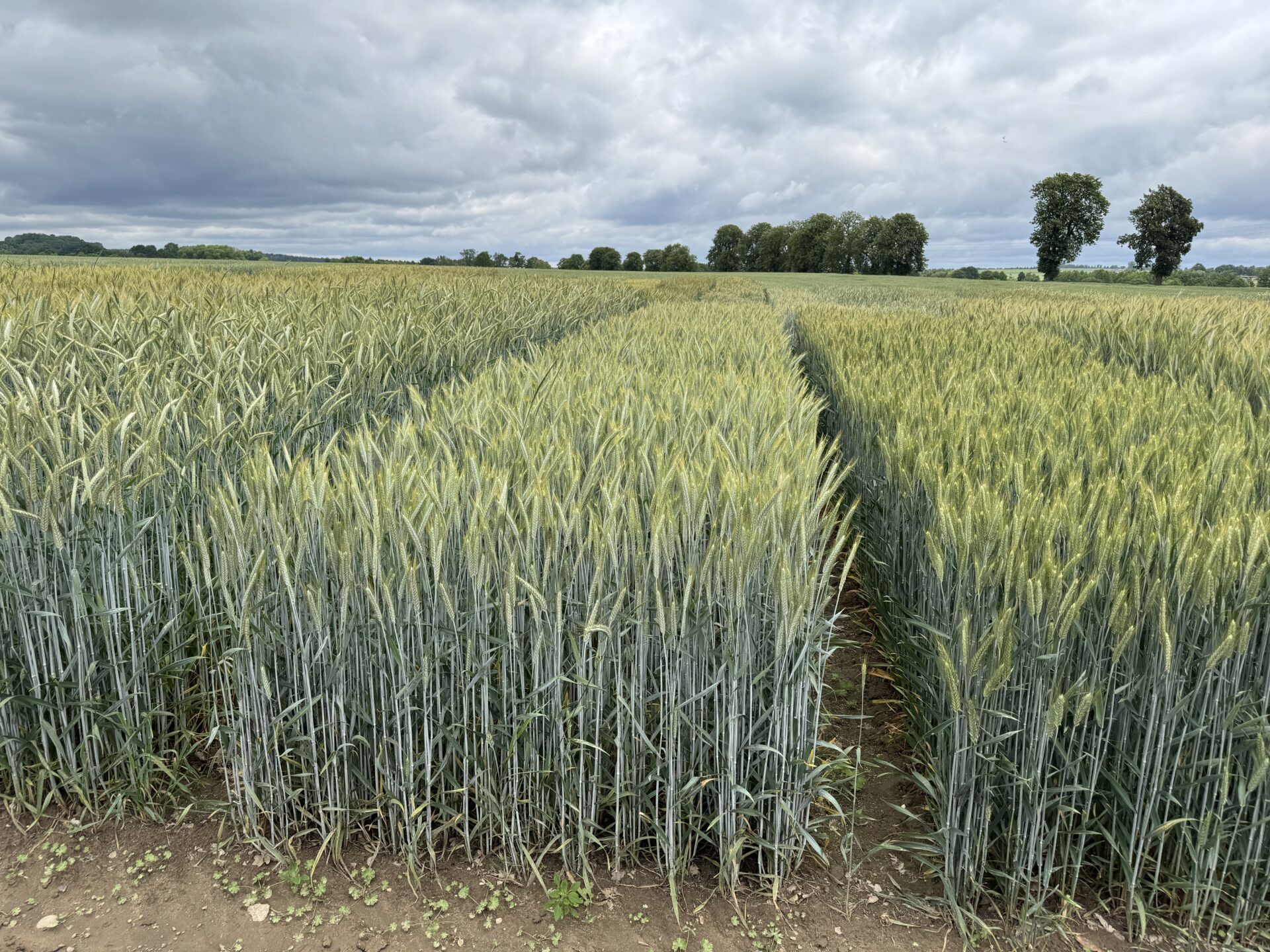 Austriacka genetyka z potencjałem. Odmiany Saatbau na 2025 rok