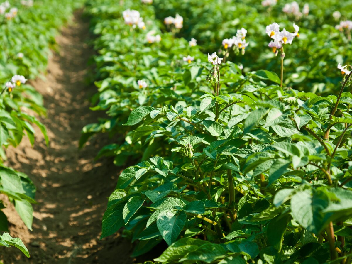 Ziemniaki Gala – na co się nadają i dlaczego są tak popularne w Polsce?