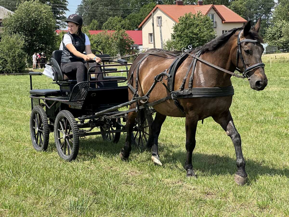 Pamięć podlaskich zaprzęgów – zobacz to widowisko!