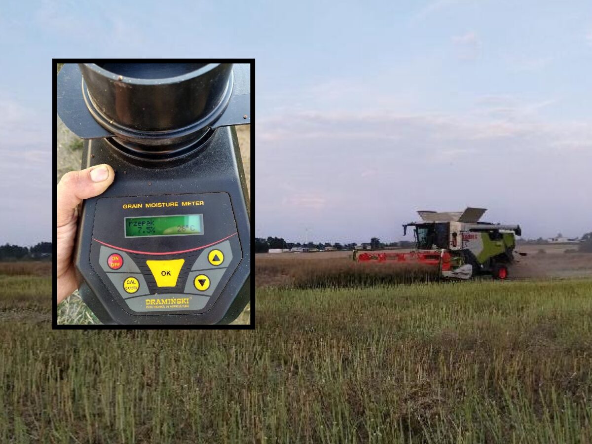 Żniwa 2025: krótkie okienko pogodowe i wyścig z czasem