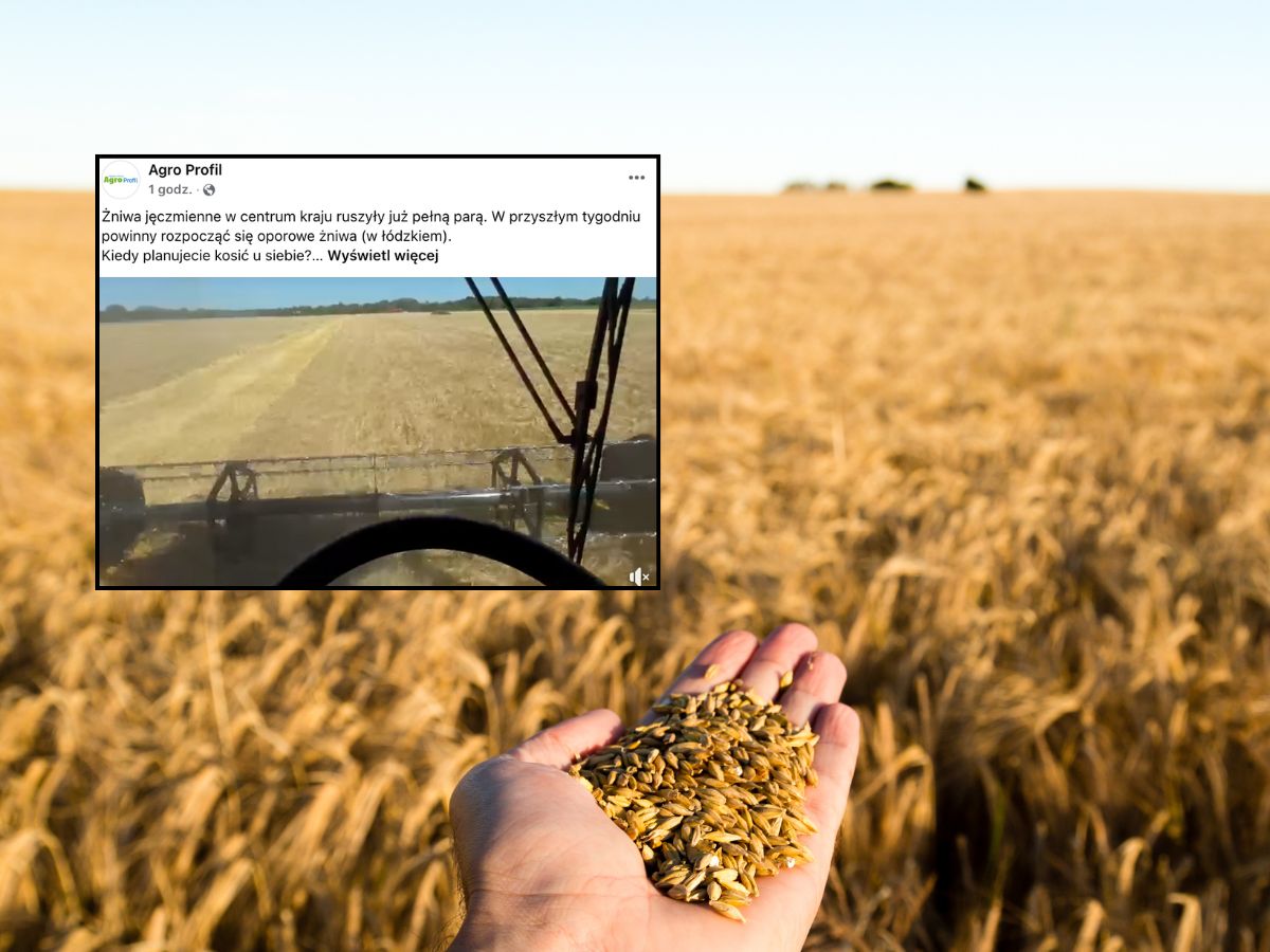Żniwa jęczmienne w centrum kraju ruszyły pełną parą!