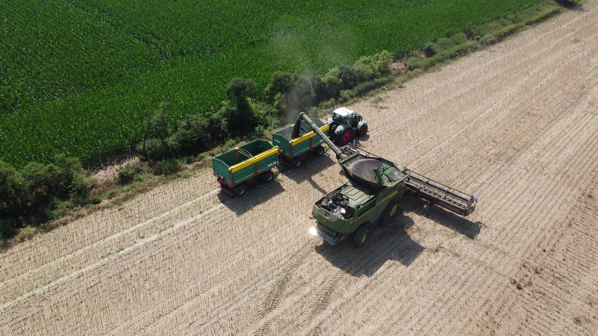 Żniwa rzepaku na Opolszczyźnie – jaka wilgotność i plon? Ile płacą w skupie? [REPORTAŻ WIDEO]