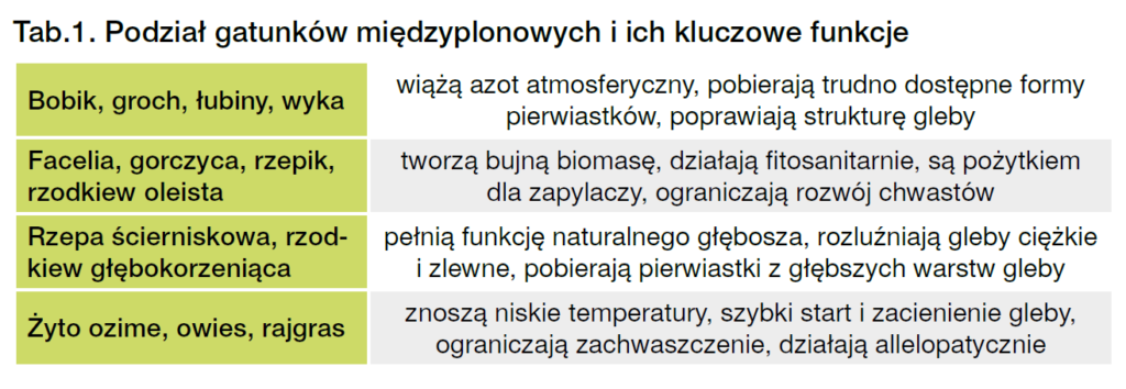 Międzyplony - jak i kiedy siać? 3 rodzaje i różne terminy 1