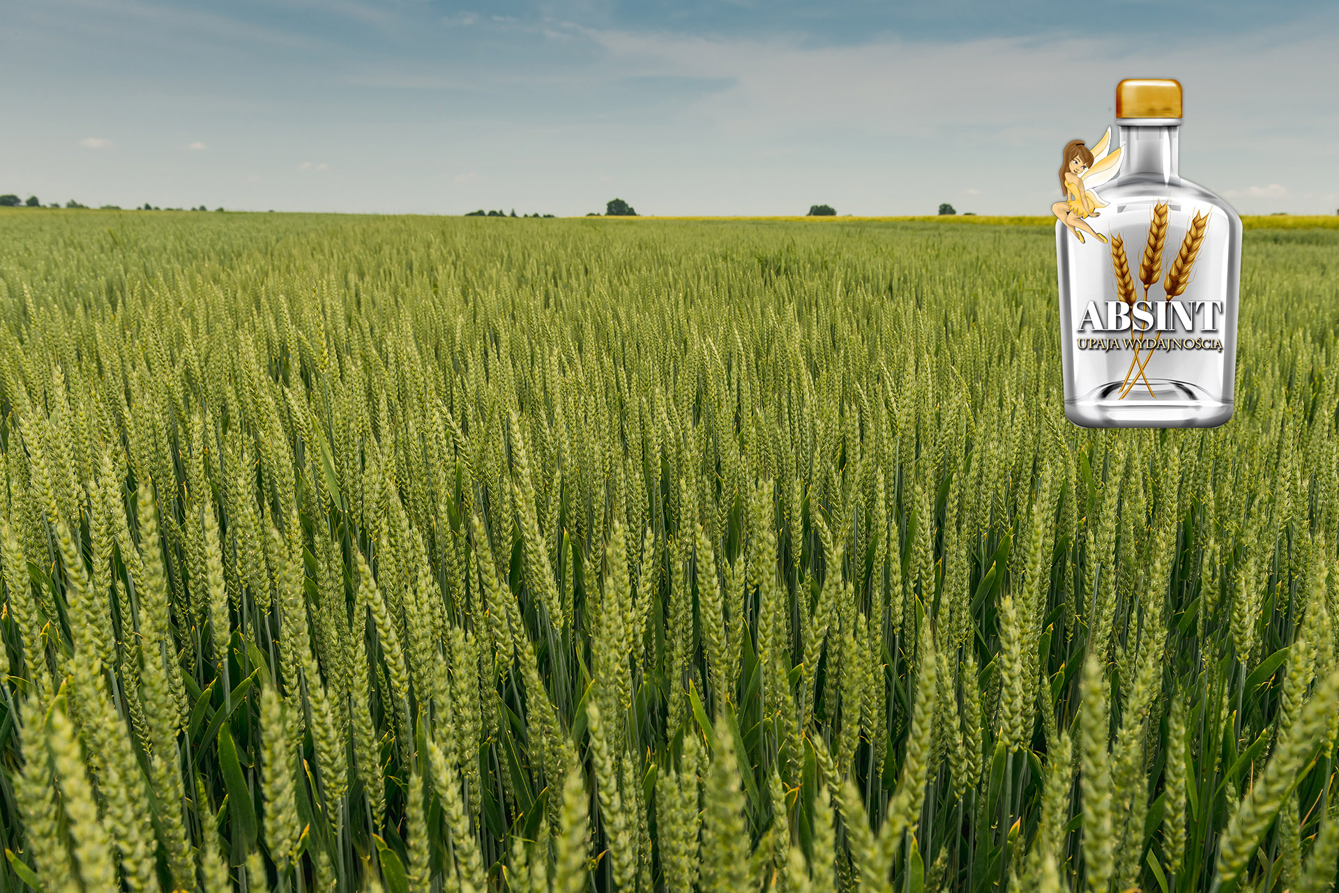 Rekord w plonowaniu pszenicy. Na Podkarpaciu zebrano 14,4 t/ha!