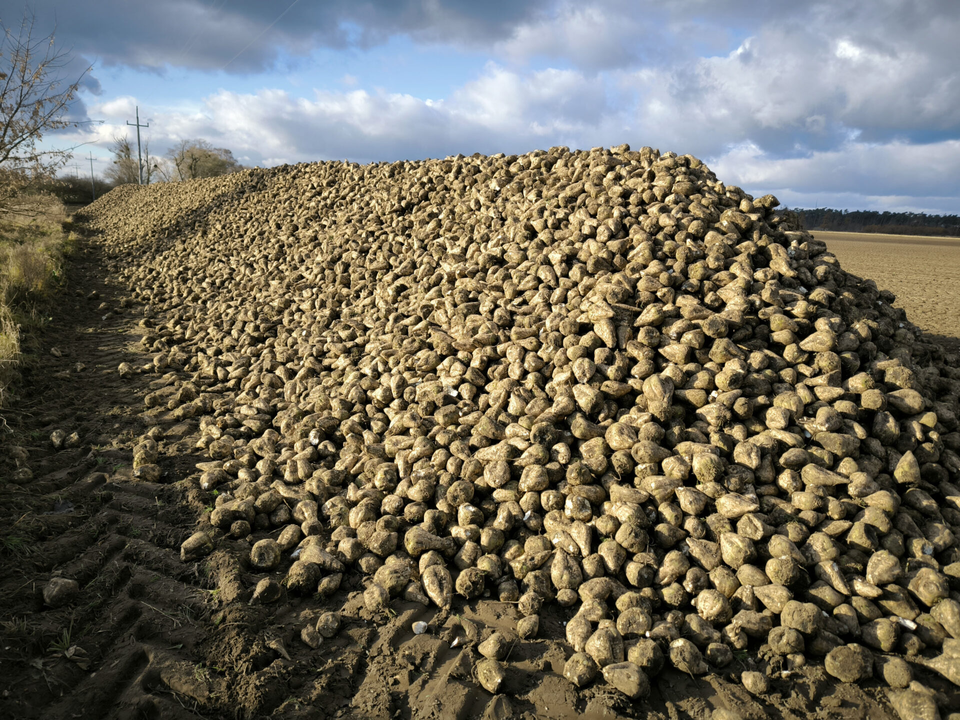 Ile kosztuje tona buraka cukrowego w 2025 roku?