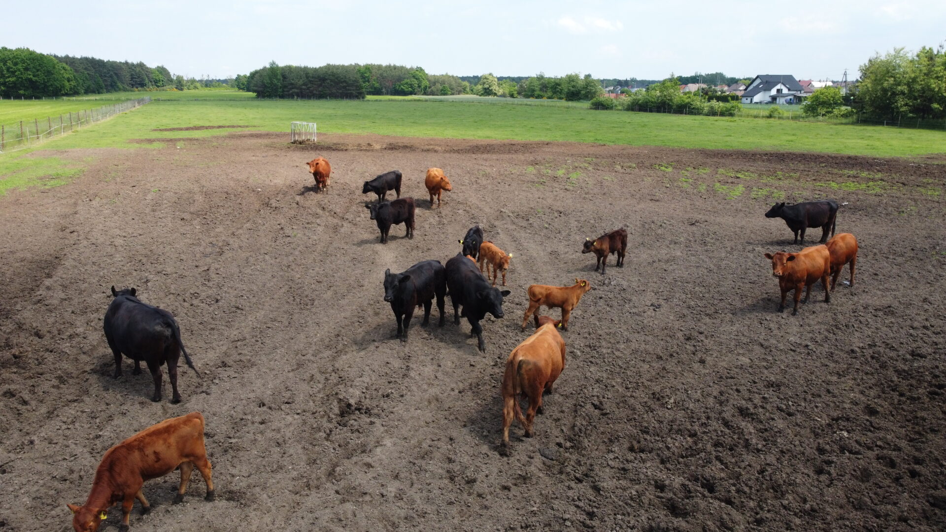 Czy jeszcze opłaca się hodowla bydła mięsnego?