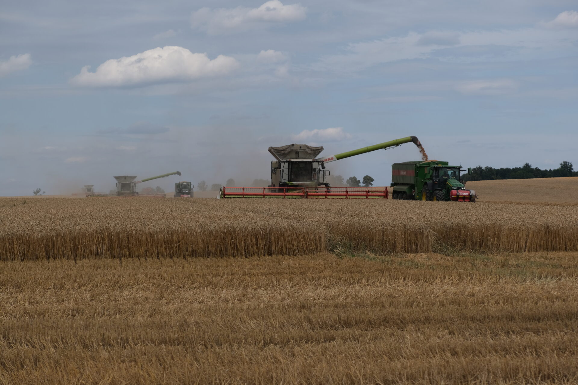 Aktualne ceny zbóż w skupie i w portach – z 12.08.2025