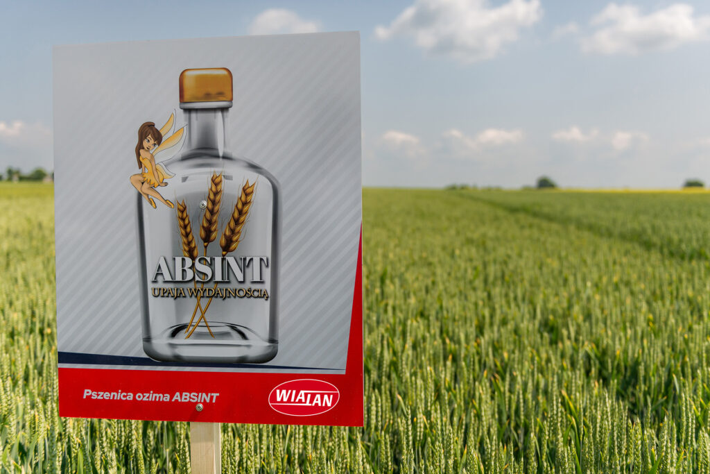 Rekord w plonowaniu pszenicy

