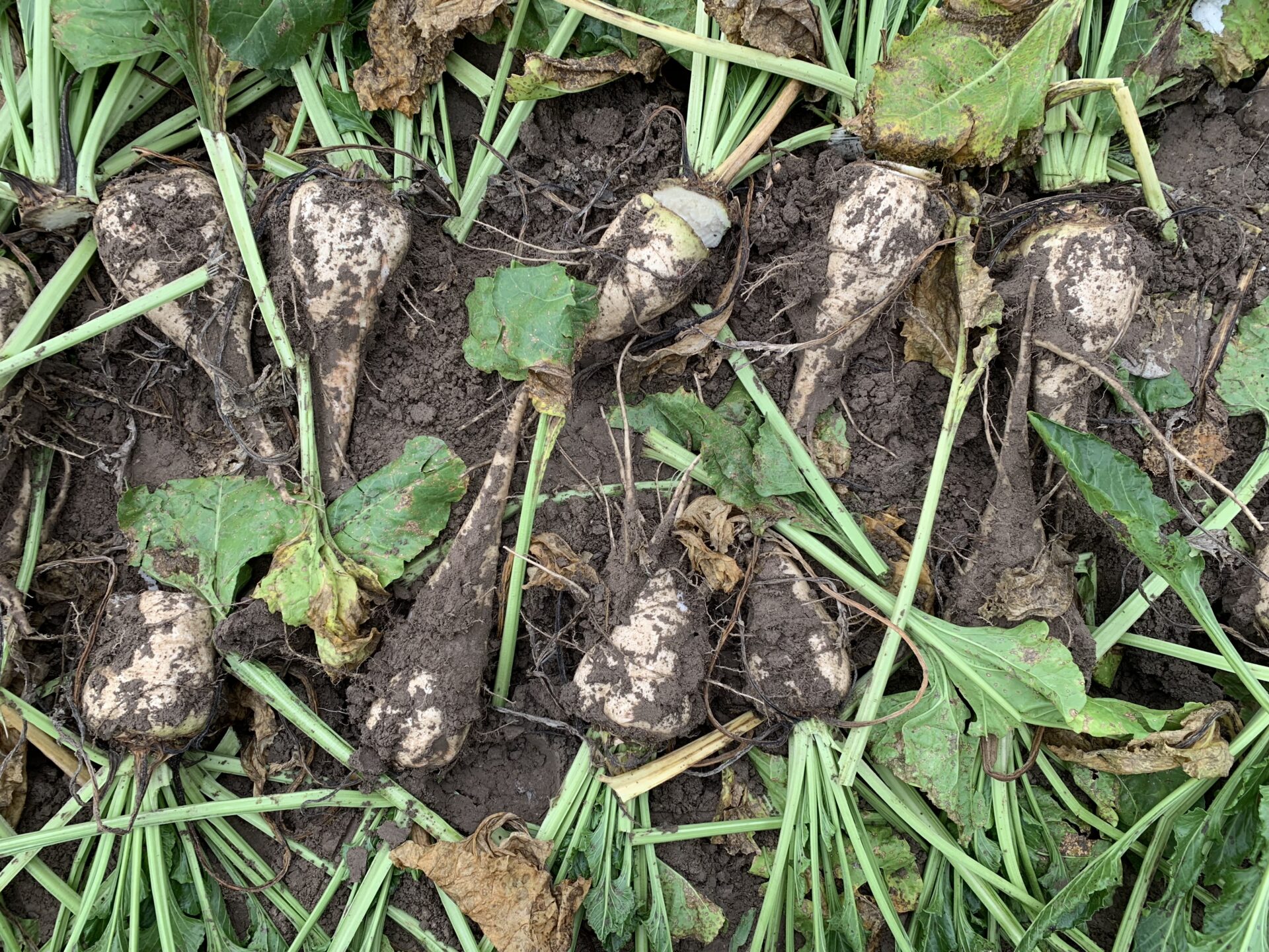 Integrowana Produkcja buraka cukrowego. 10 kluczowych zasad