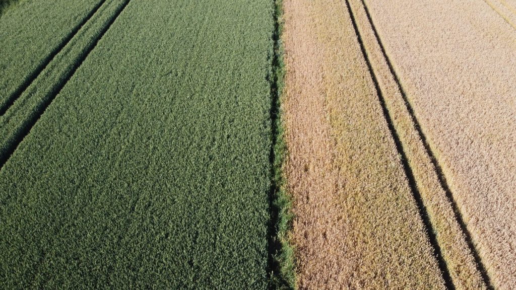 Marcin Gryn i jego innowacyjne podejście do rolnictwa. Od 13 lat bez pługa! 5
