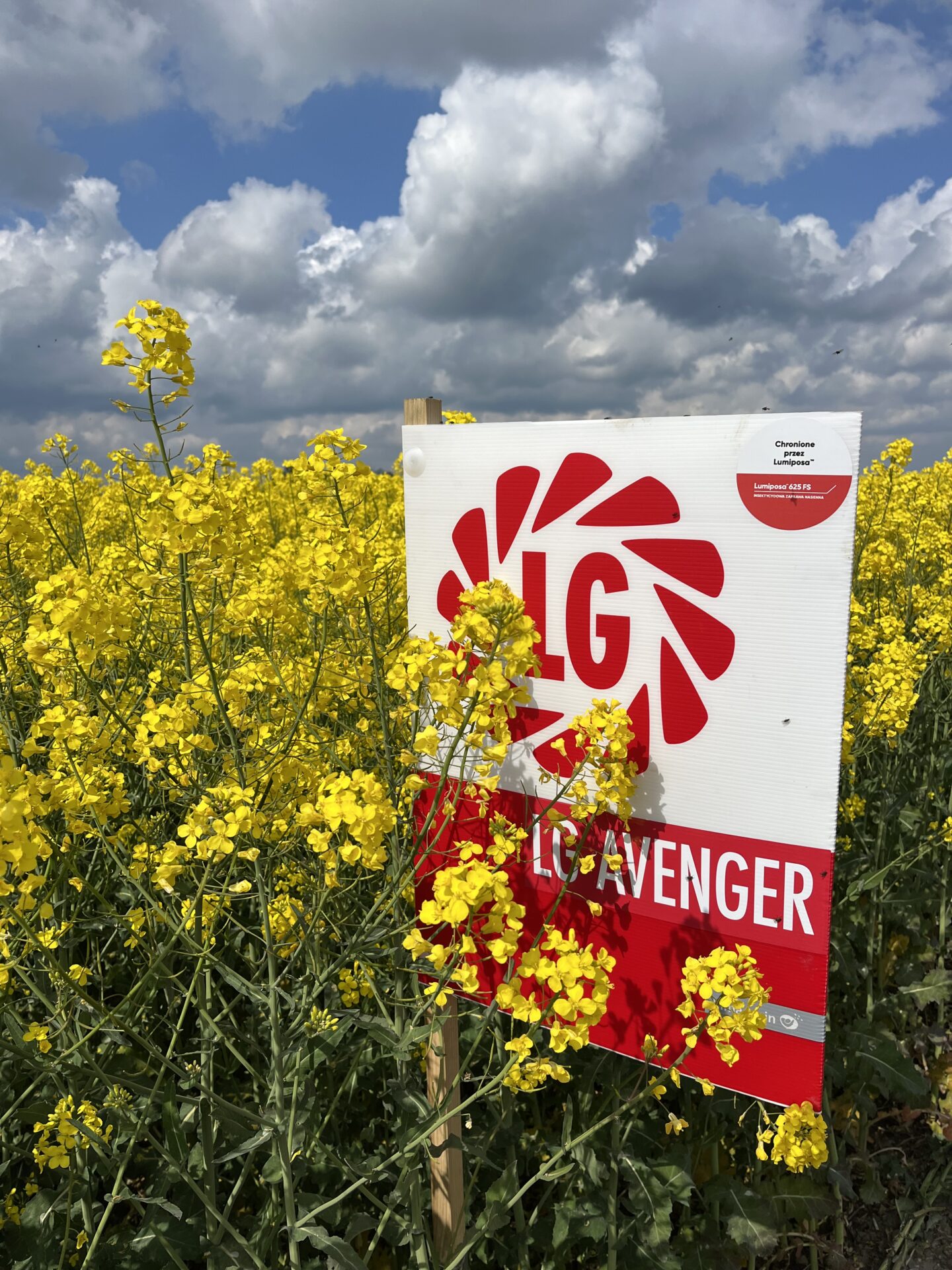 Nowy światowy rekord plonu rzepaku z odmiany LG Avenger. Rolnik zebrał 7,52 t/ha!