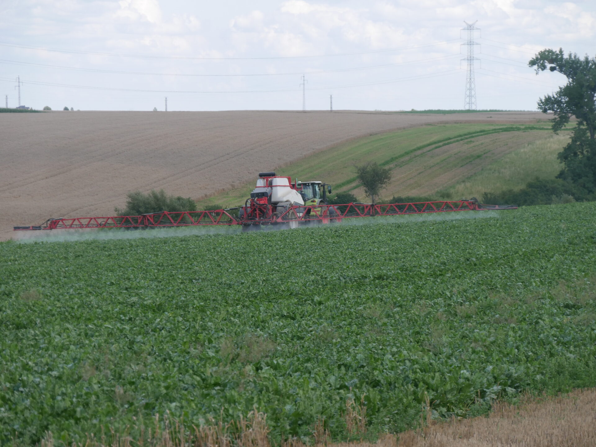 Chowacze w natarciu i ochrona plantacji