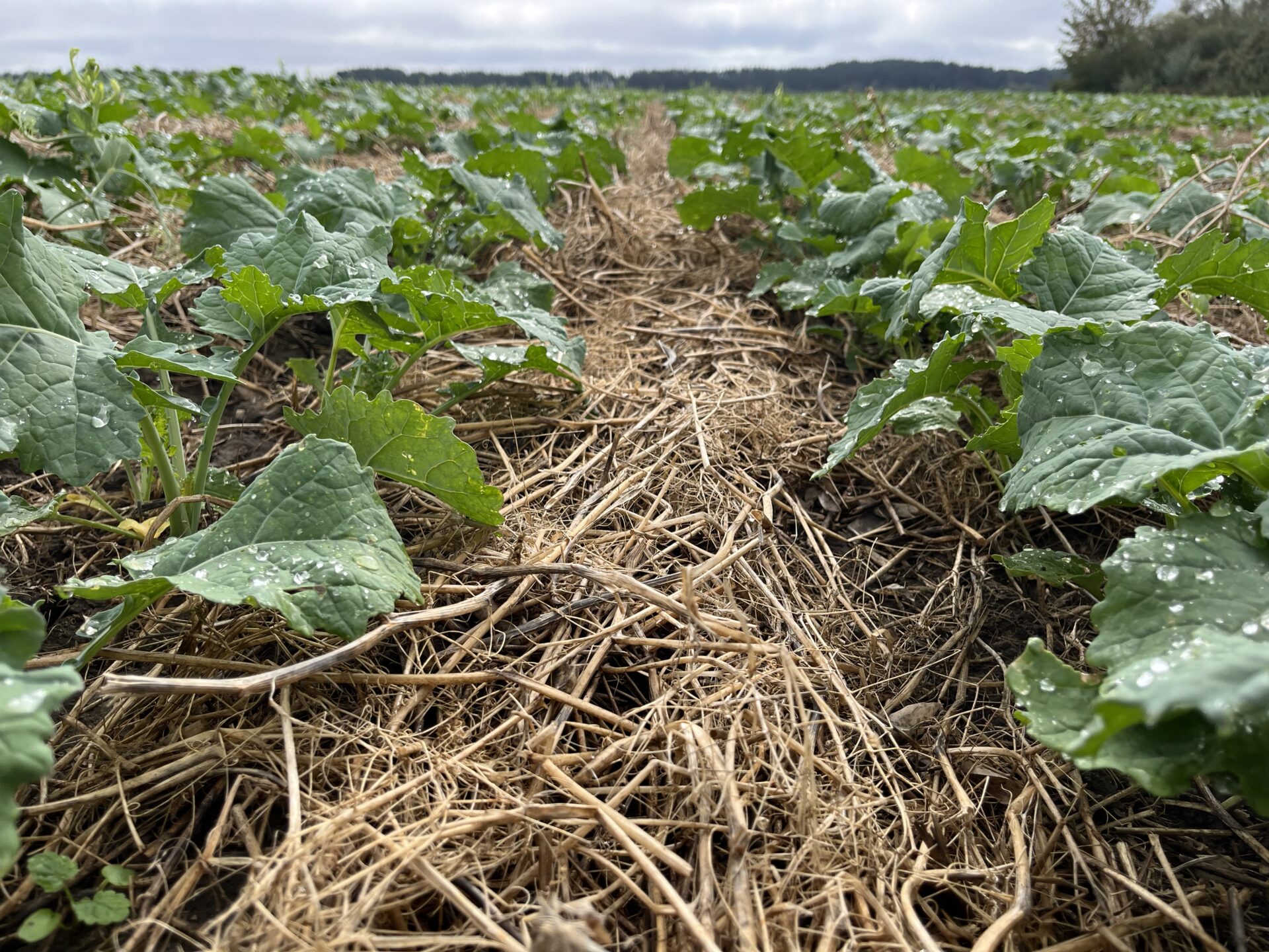 Odchwaszczanie rzepaku ozimego. Jaką strategię przyjąć?