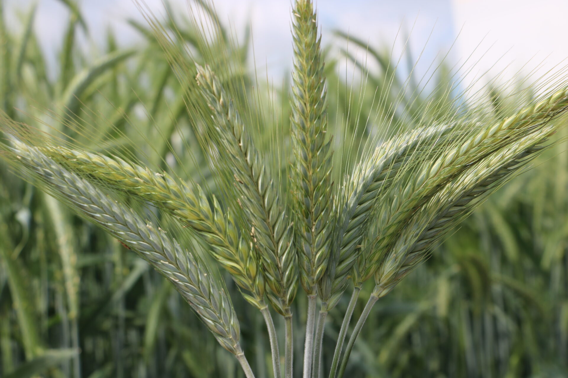 Pszenżyto Tadeus – na jakie gleby nadaje się najlepiej?