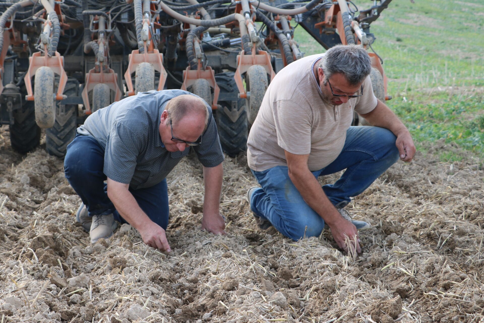 Terminy siewu zbóż i rzepaku. Przyspieszać czy opóźniać?