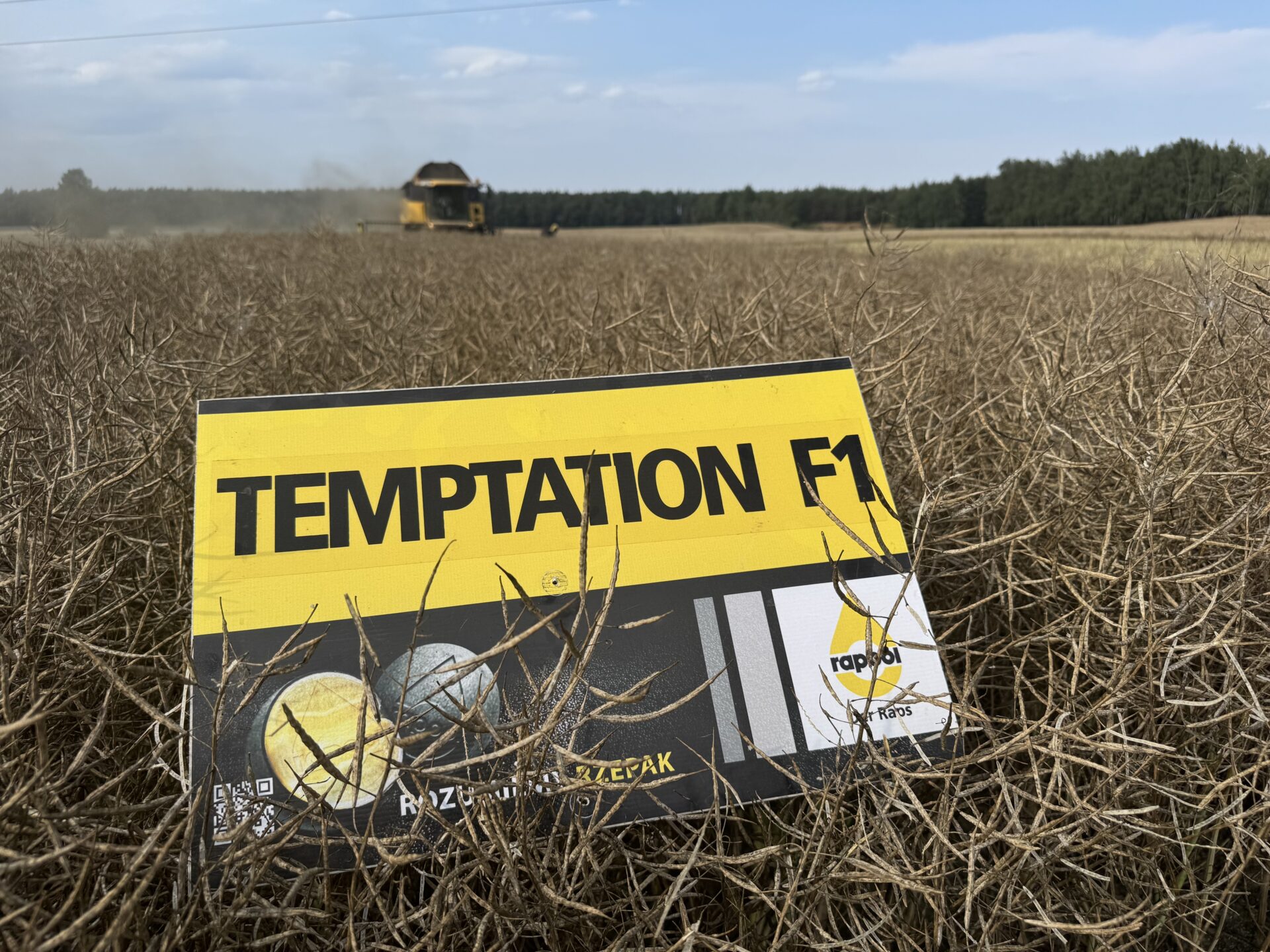 Rzepak ozimy Temptation. Sprawdzamy opinie i charakterystykę odmiany