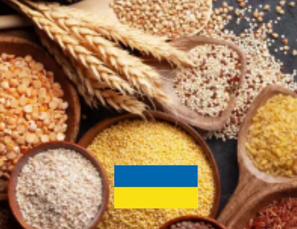 Zbiory zbóż na Ukrainie powinny spaść o 3%, a oleistych o 11% w skali roku 1