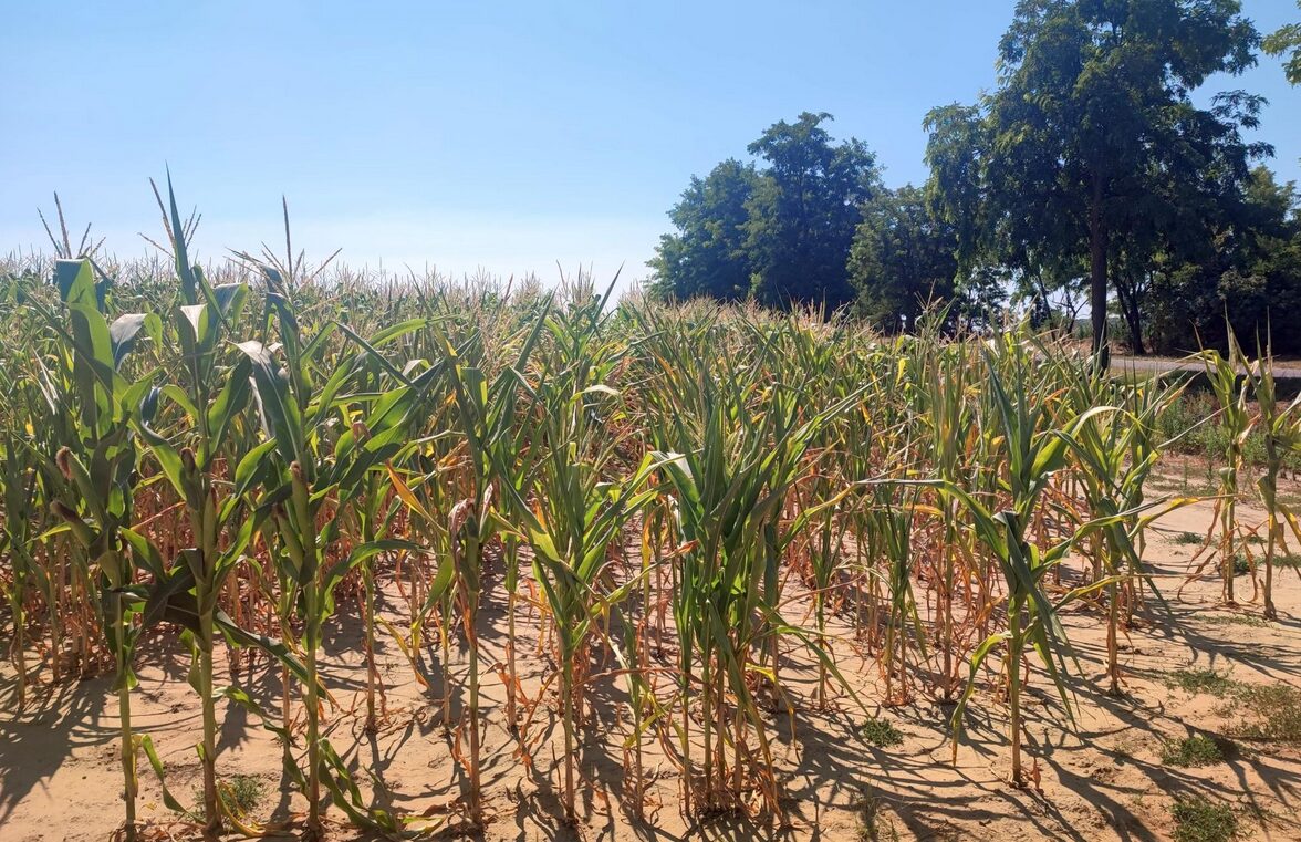 KE podnosi plony unijnej pszenicy, ale obniża kukurydzy