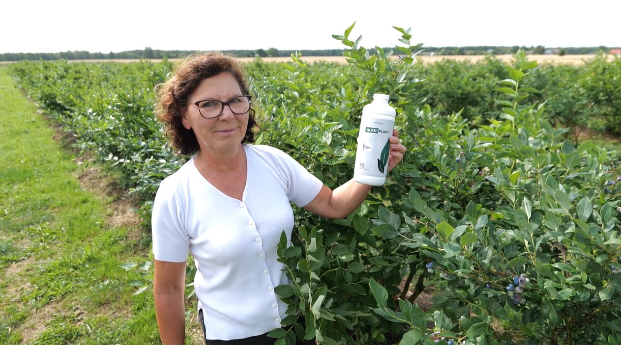 Od sadzonki do plonu  – jak uprawiać i chronić borówkę