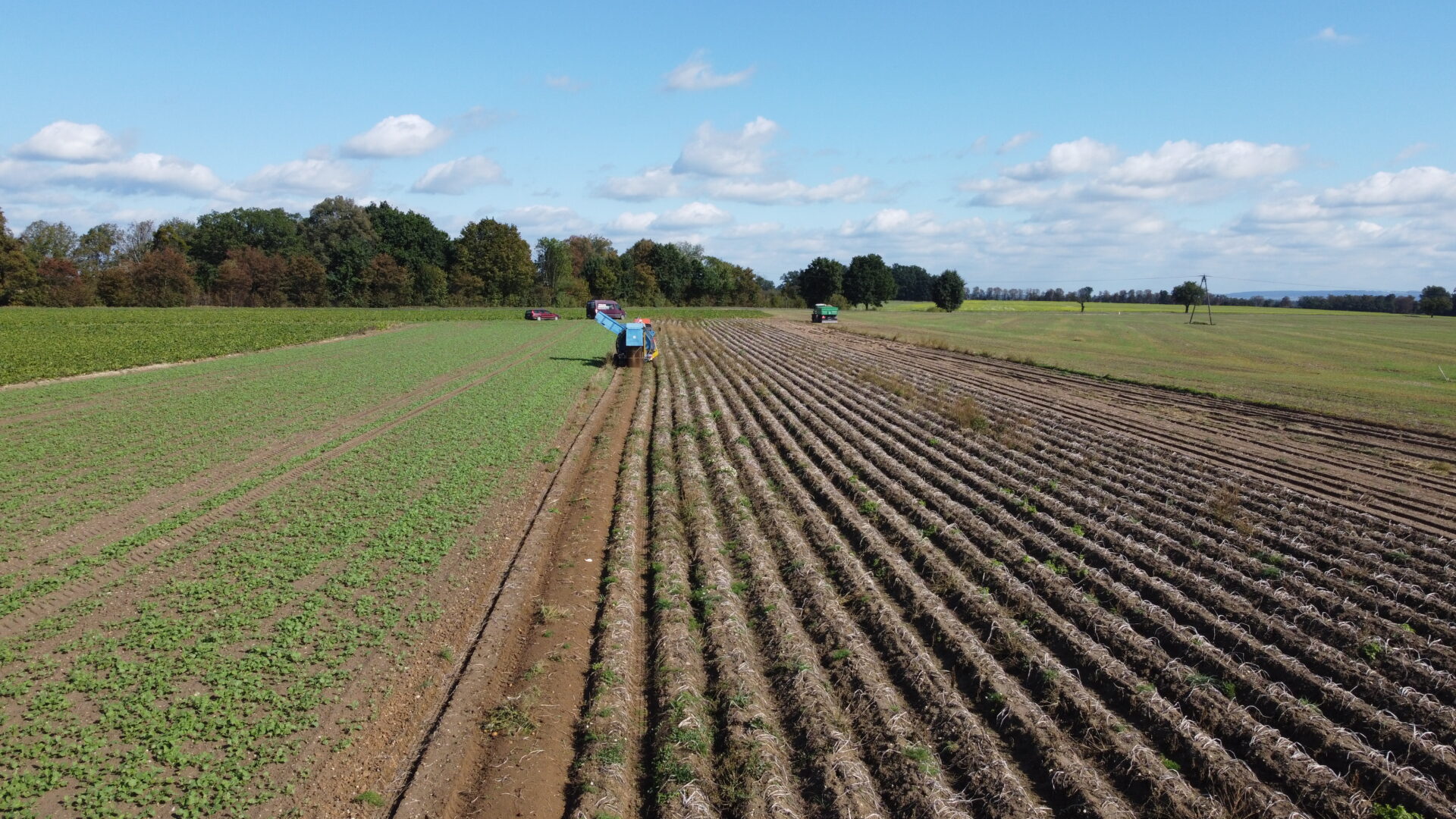 Wykopki ziemniaków pełną parą