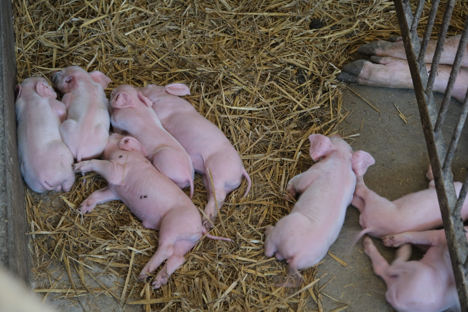 Czy hodowla świń jeszcze się opłaca?