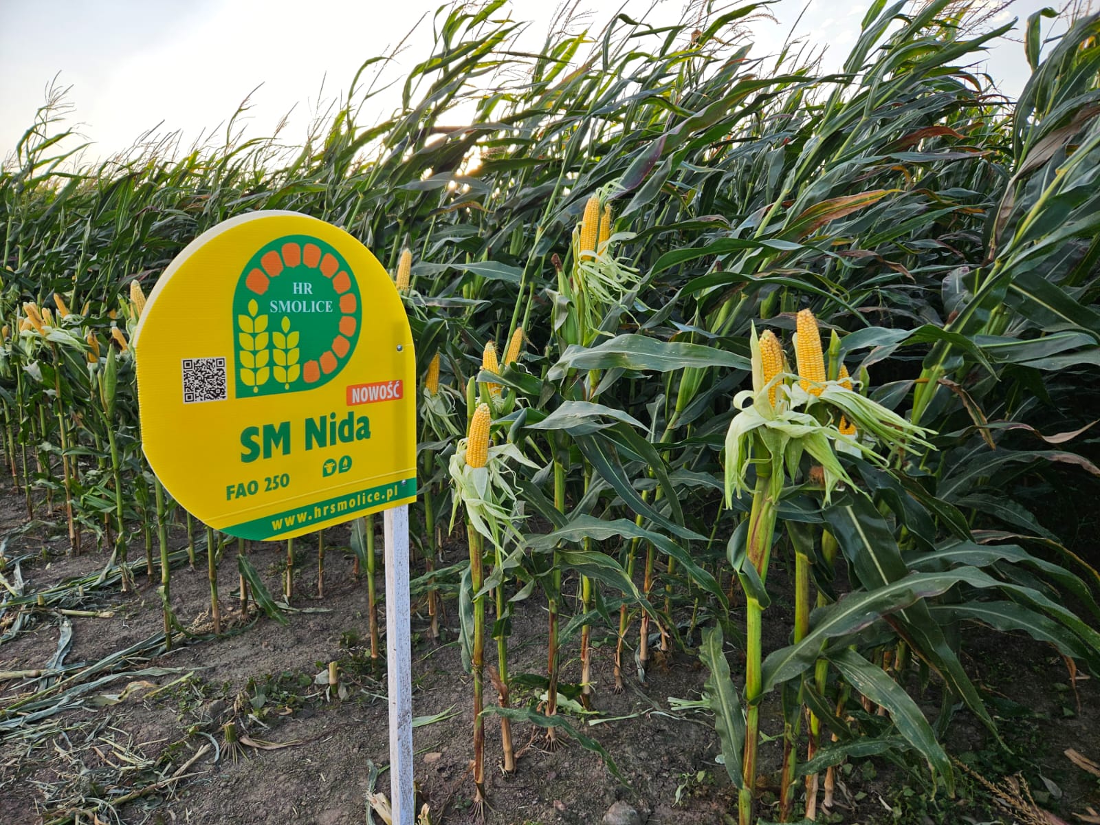 Najnowsza genetyka kukurydzy ze Smolic – relacja z V Narodowego Dnia Kukurydzy 