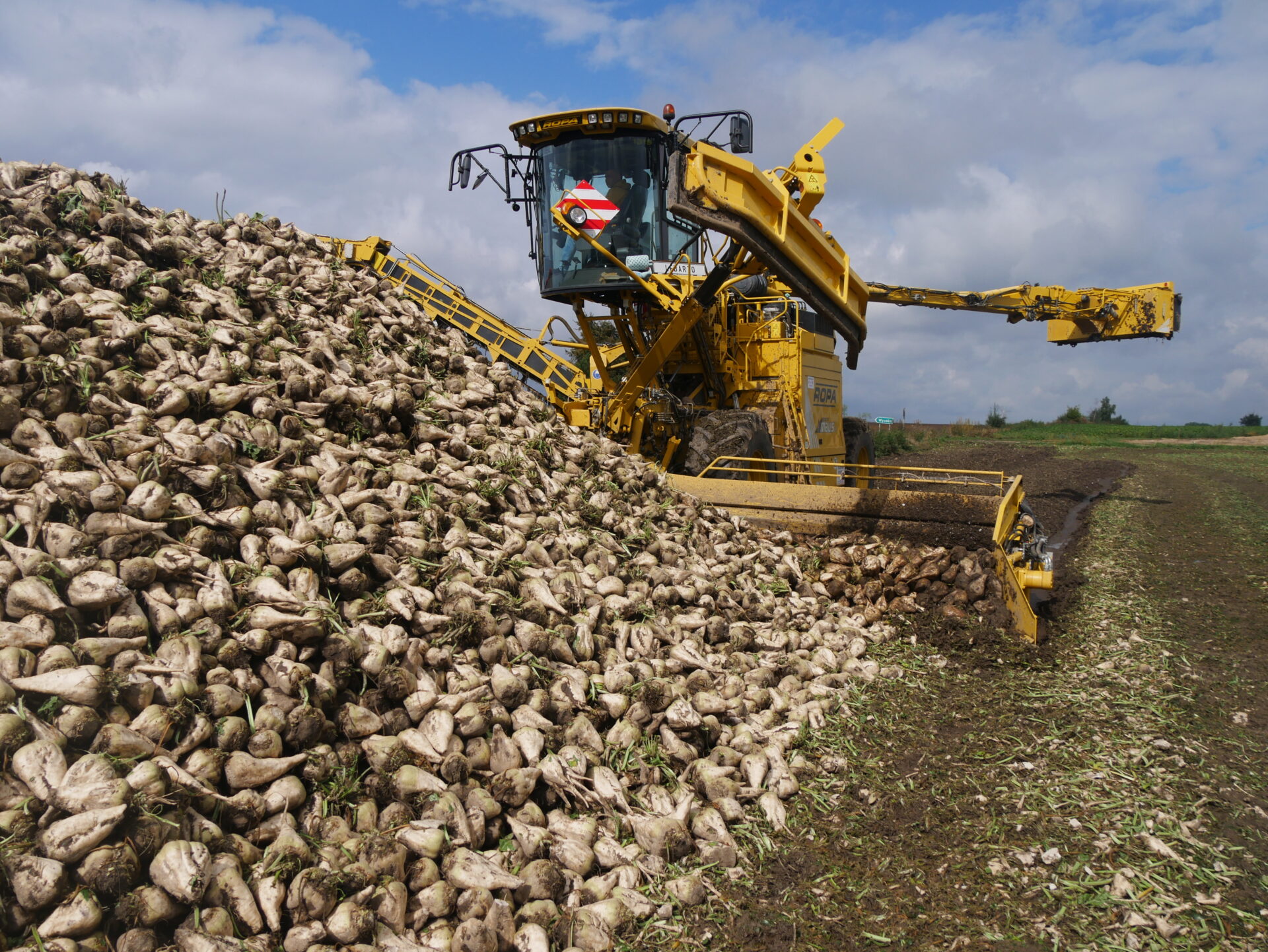 Kampania cukrownicza 2025/2026