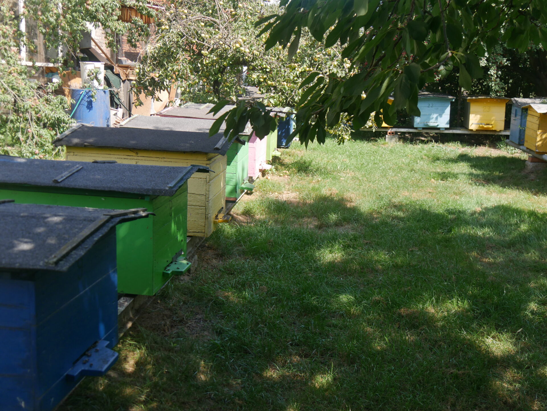 Miodobranie na finiszu