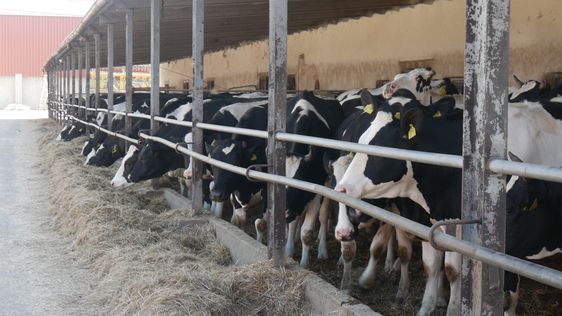 Czy produkcja mleka jeszcze się opłaca?