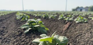 Jaki poplon stosować pod ziemniaki?