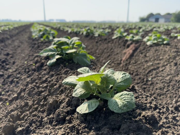 Ziemniak to specjalistyczny gatunek, który wymaga staranności i dbałości podczas całej wegetacji. fot. M.Piśny