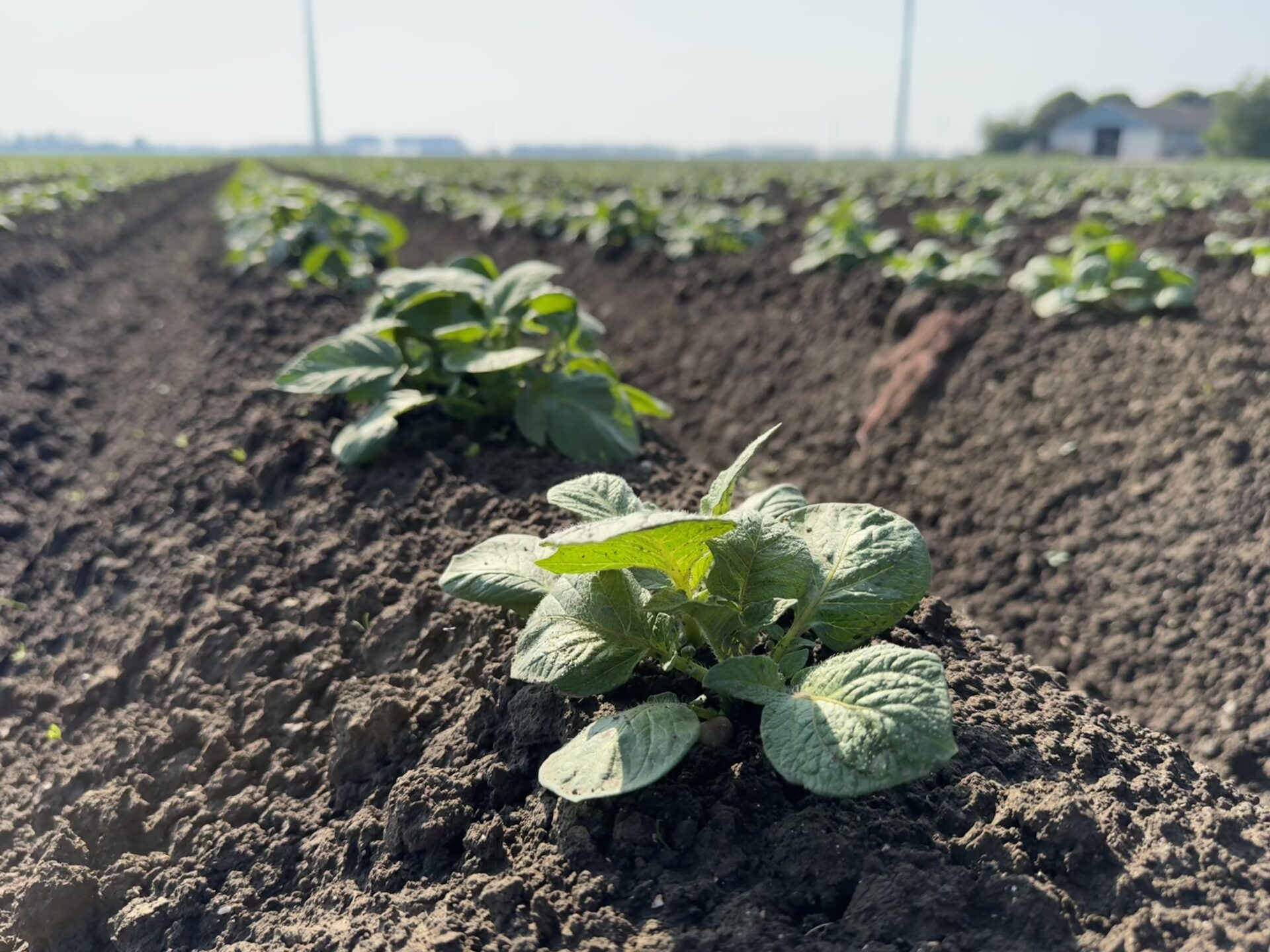 Jaki poplon stosować pod ziemniaki?