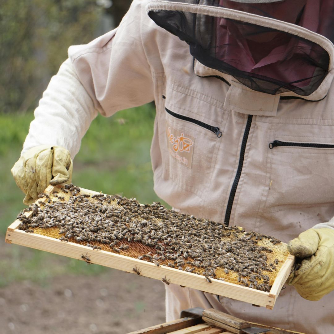 Sytuacja polskiego pszczelarstwa to istna huśtawka!