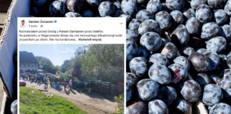 Rolnik spod Trzebnicy został sam z 11 tonami śliwek. Klient nie odebrał zamówienia – pomogli zwykli ludzie!