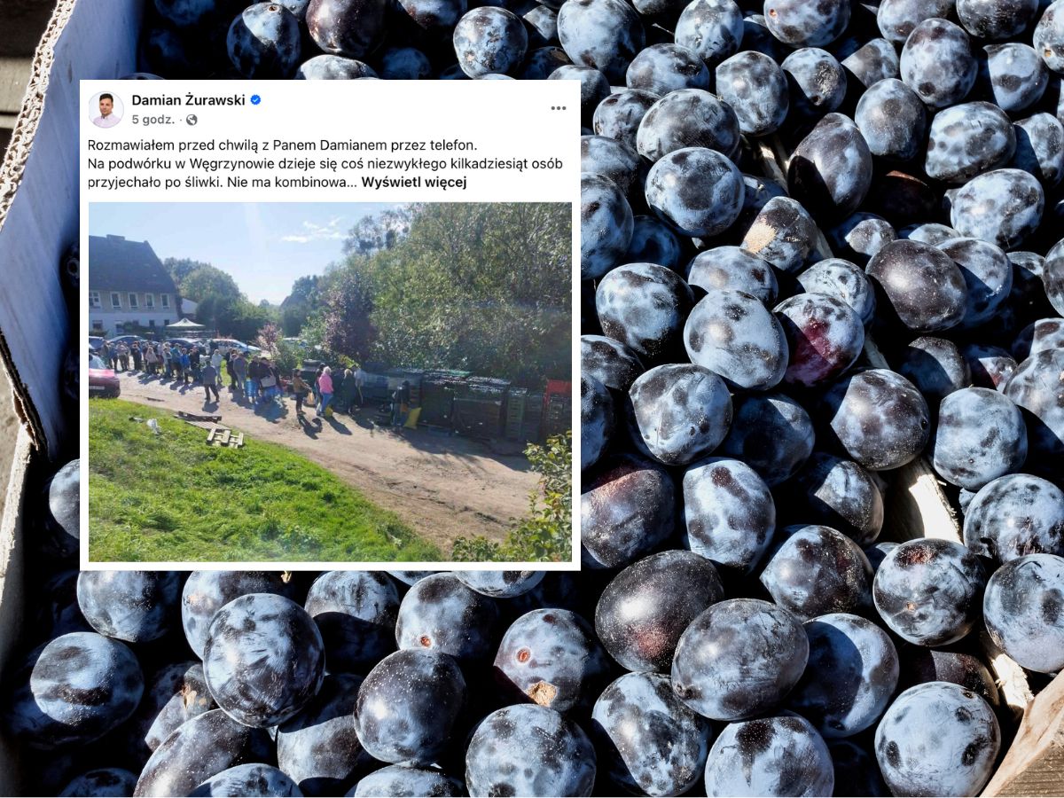 Rolnik spod Trzebnicy został sam z 11 tonami śliwek. Klient nie odebrał zamówienia – pomogli zwykli ludzie!