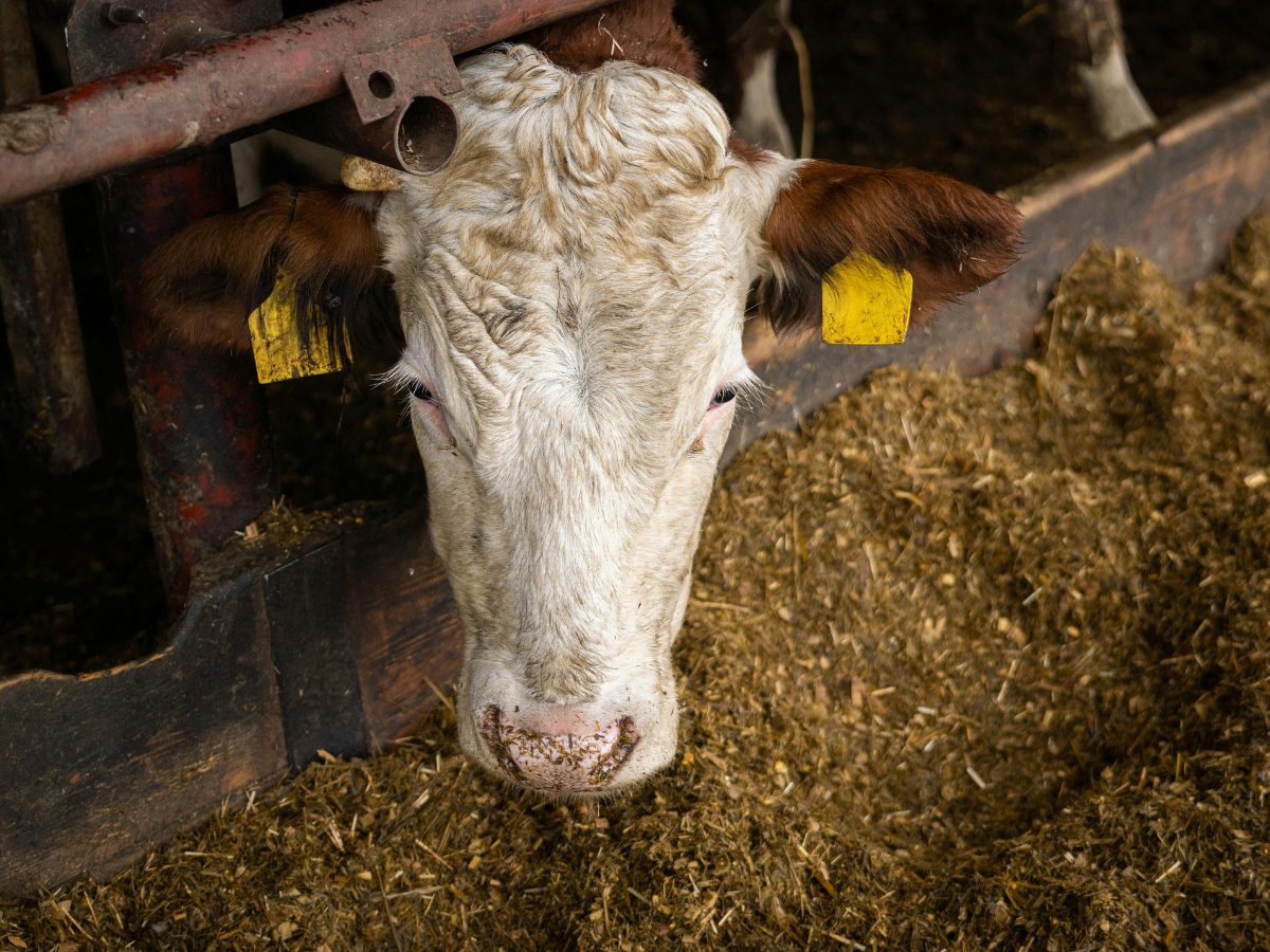11 ognisko. Choroba Niebieskiego Języka dotarła do Lubuskiego