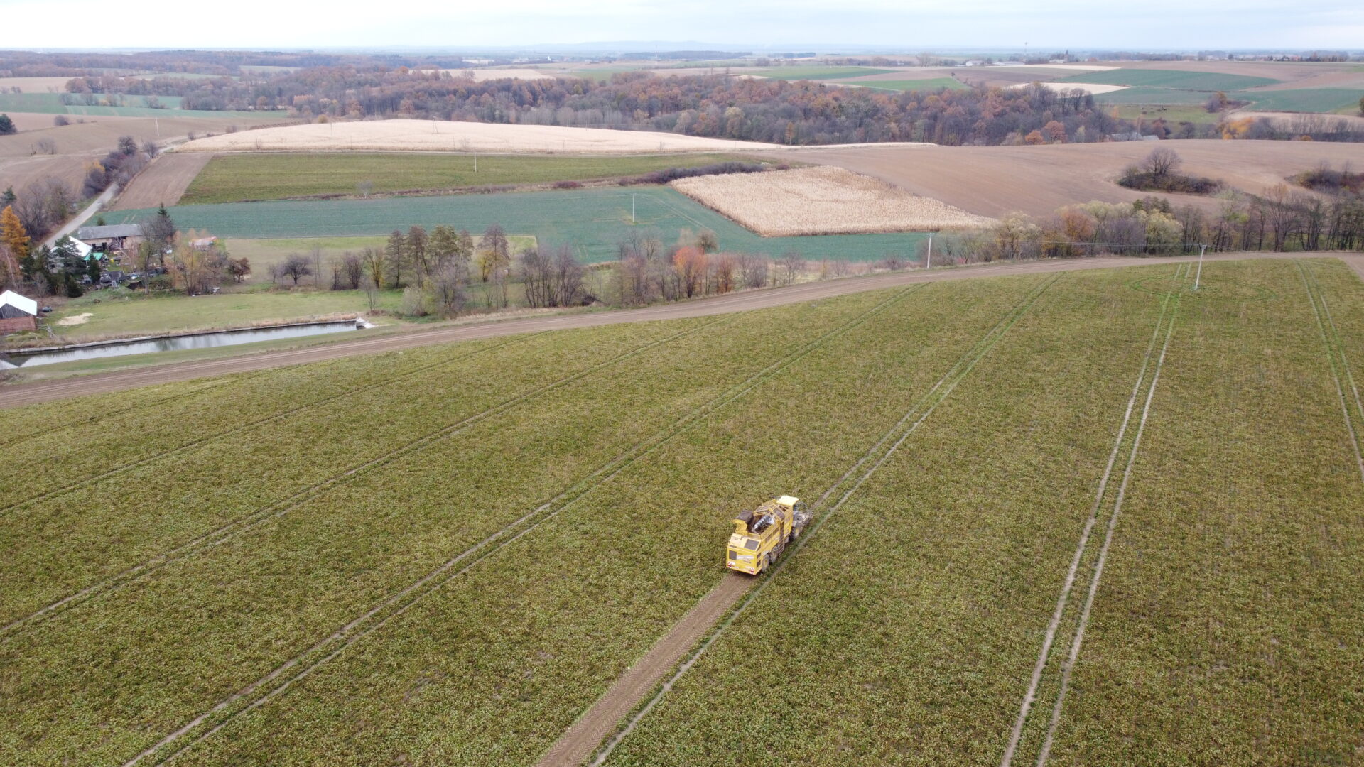 Buraki wysychają na polu
