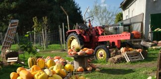 Dynie – nie tylko na Halloween