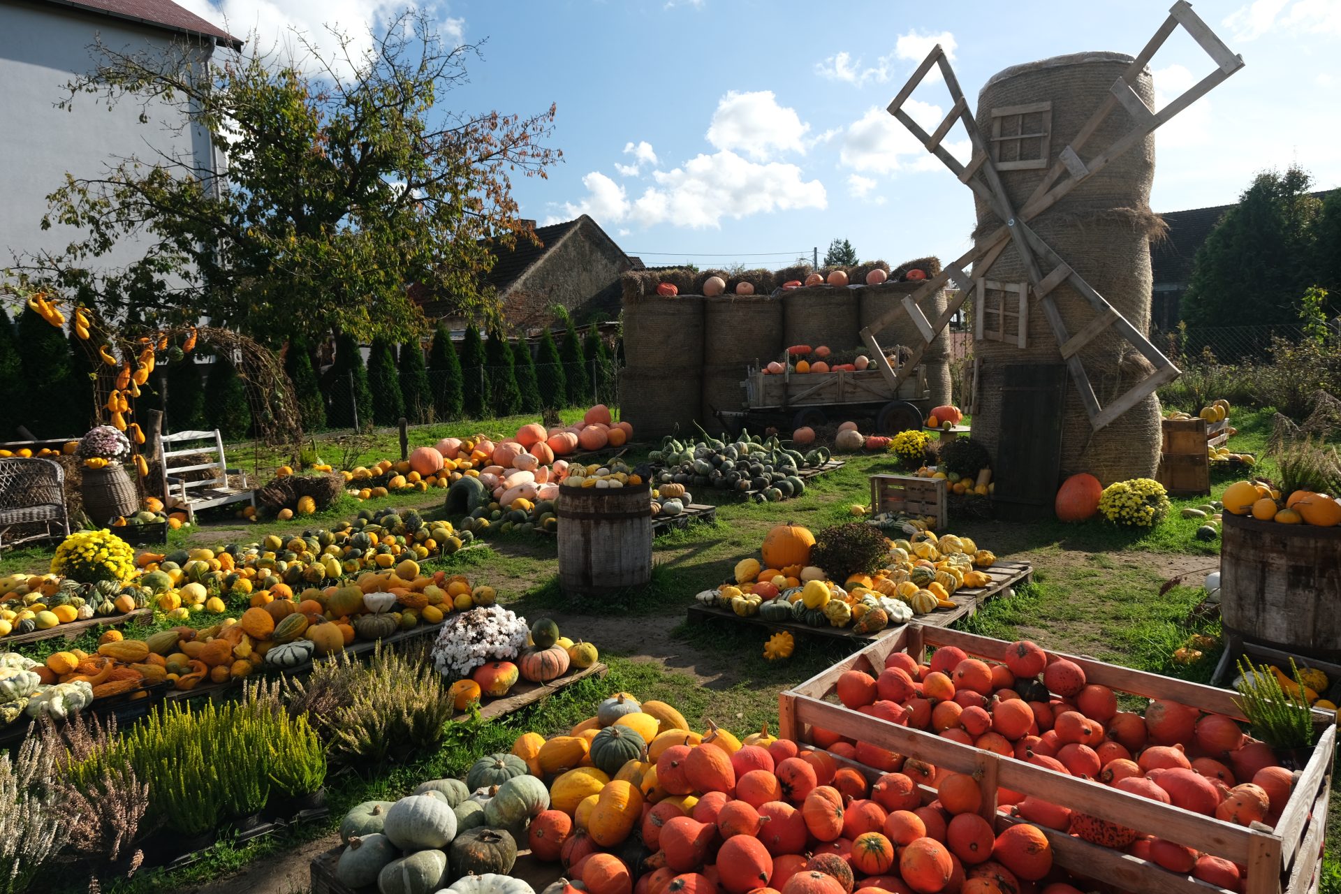 Dynie – nie tylko na Halloween