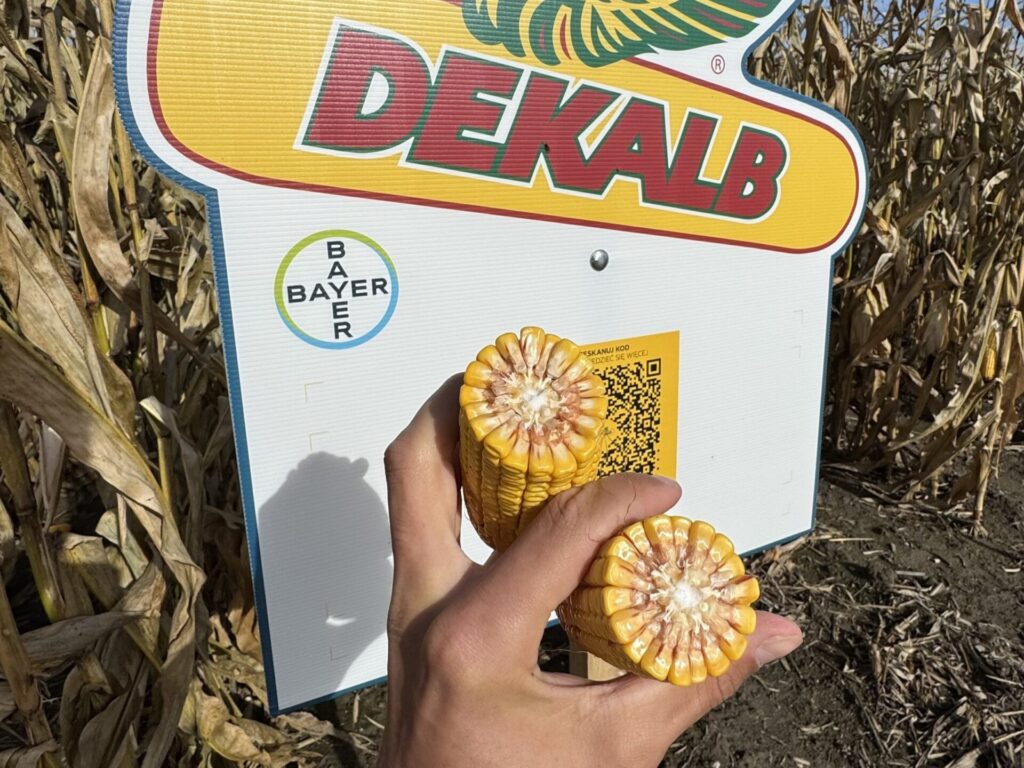 Odmiany kukurydzy Bayer